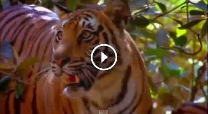 Man Eating Tigers of The Sundarbans (BBC Documentary)