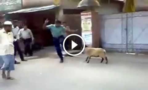 Funny Video - angry Sheep attacking police