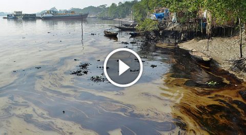 Sundarban - oil tanker sinks - oi spills all over