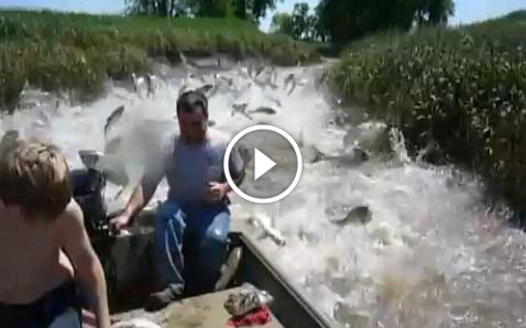 Amazing video showing fish jumping into the boat