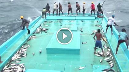 how maldiviians catch tuna fish