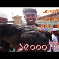 Alive Chicken Market | Travel Bangla 24 | Chicken Market In Bangladesh