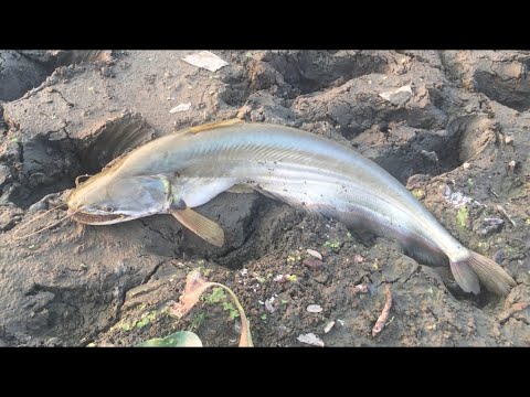 🐠 Fishing In Bangladesh | 🇧🇩 Village Life Golapganj | Funny Sylhet Travel VLOG