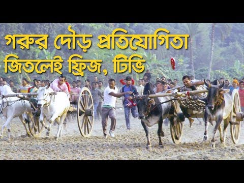 COW RACE IN BANGLADESH । গরুর গাড়ির দৌড় প্রতিযোগিতা । Travel to Kustia | Village Travel