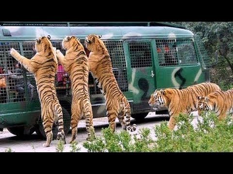 Angry Royal Bengal Tiger Comes to Forward of Safari Bus | A Full Day tour Bangabandhu Safari Park