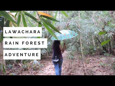 To Explore Lawachara Rain Forest in Sylhet, Bangladesh