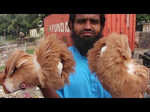 Biggest Pigeon Market In Bangladesh | Travel Bangla 24 | kabootar Price