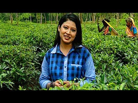 TRAVEL SRIMANGAL │ THE LAND OF TEA GARDEN │ TOURIST SPOT OF BANGLADESH │ শ্রীমঙ্গল