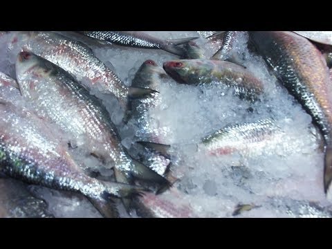 Bangladesh Fish Cutting Style | Travel Bangla 24 | Bangladeshi Fish Market