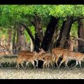 Beautiful Places To See- The Sundarban, Bangladesh (Searching For A Tiger & Deer)