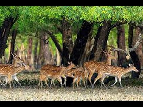 Beautiful Places To See- The Sundarban, Bangladesh (Searching For A Tiger & Deer)