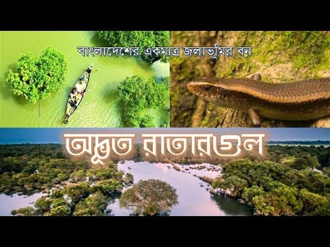 Ratargul Swamp Forest | রাতারগুল জলাবন, সিলেট | Travel Bangladesh | Sylhet Vlog 02