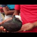 Pigeon Hat In Bangladesh | Travel Bangla 24 | Pigeons For Sale