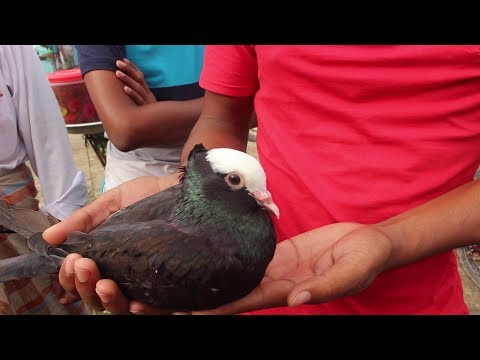 Pigeon Hat In Bangladesh | Travel Bangla 24 | Pigeons For Sale