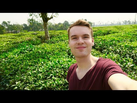 BANGLADESH'S GORGEOUS TEA FIELDS, SREEMANGAL 🇧🇩