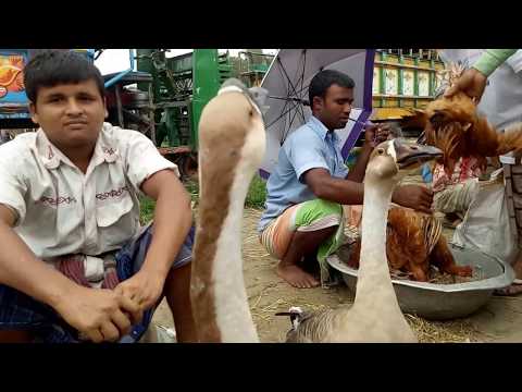 Largest Village Market | Bangladesh | Travel Vlog