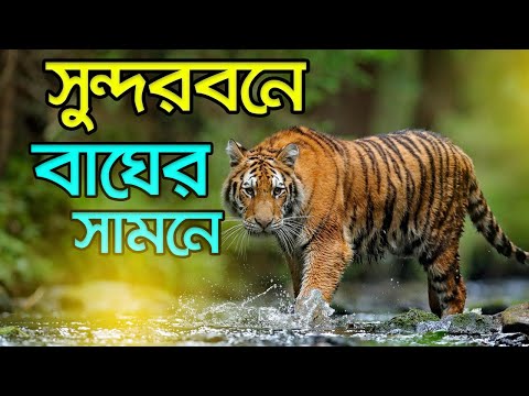 সুন্দরবনে  ভয়াবহ অভিজ্ঞতা  । World's Largest Mangrove Forest । Sundarban Bangladesh