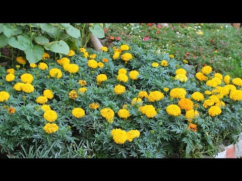 Tree Nursery In Dhaka | Travel Bangla 24 | Bangladesh Plant Nursery