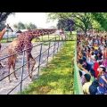 Dhaka Zoo – Beautiful  African Giraffe: at Mirpur Chiriakhana / Beauties of Bangladesh National Zoo