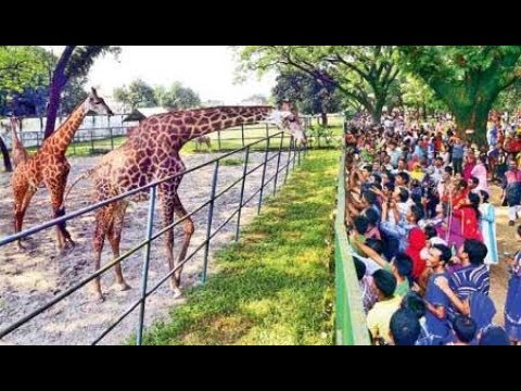 Dhaka Zoo – Beautiful  African Giraffe: at Mirpur Chiriakhana / Beauties of Bangladesh National Zoo