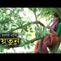 গ্রাম বাংলার নাটক জয়তুন | Joytun | Fazlur Rahman Babu | Prova | Akm Hasan | Bangla Natok