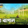 Tea Garden | Sylhet | Travel Video 2020 | Beautiful Bangladesh | Binodon Media Tour