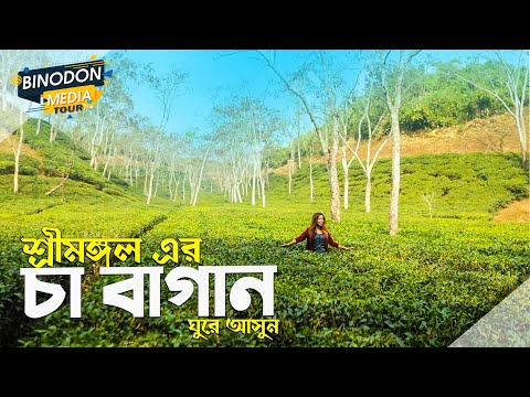 Tea Garden | Sylhet | Travel Video 2020 | Beautiful Bangladesh | Binodon Media Tour