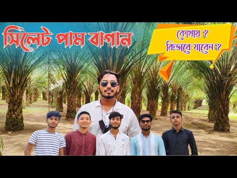 মনে হচ্ছে সৌদি আরবে আছি। এত সুন্দর পাম বাগান সিলেট।  travel vlog। Tuhintube