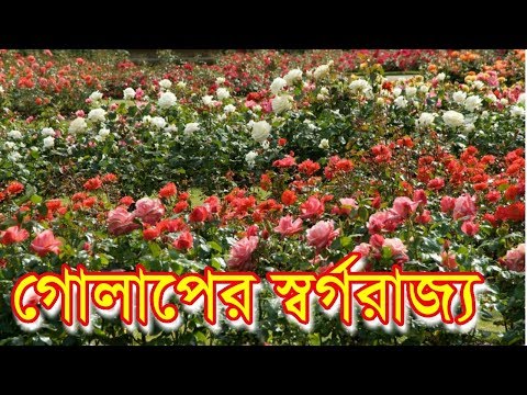 গোলাপ গ্রাম ।। Golap Gram ।।  How to go Sadullahpur ।। By Travel Bangladesh   2018