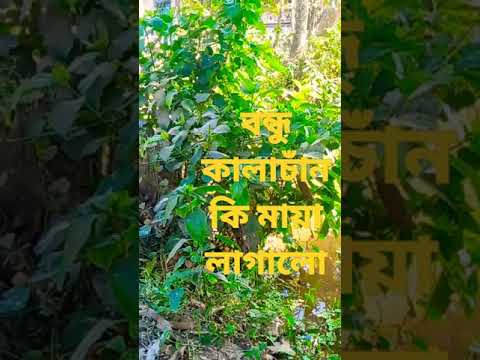 বন্ধু কালাচাঁন কি মায়া লাগালো – Bangla funny video/Bangla music video 2021