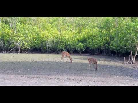 Bangladesh Khulna Sundarbans Explorer Package Holidays Travel Guide Travel To Care