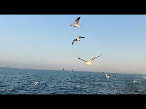 Amazing sea birds of Saint Martin Island Bangladesh. @TravelWithShishirDeb  @Travel Thirsty