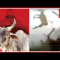 Special Report On Cow Smuggling From India To Bangladesh