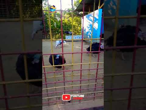 Chattogram Zoo| Bangladesh | #short |Video|Travel