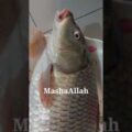 Big Bangladeshi fish | Live carp fish | জ্যান্ত কার্প মাছ | travel Bangladesh