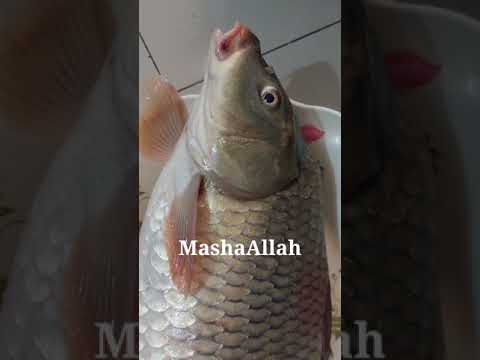 Big Bangladeshi fish | Live carp fish | জ্যান্ত কার্প মাছ | travel Bangladesh