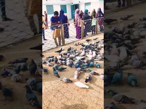 Peagion in sylhet #shorts #sylhet #travel #new #bangladesh #birds #feeding #saidulstravels￼