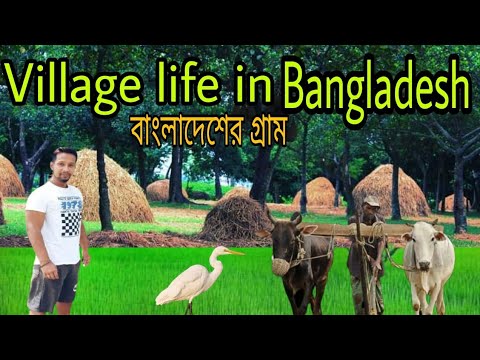 Village life of Bangladesh |  বাংলাদেশের গ্রাম |#villagelife#travelsylhetbd #lifeinbangladesh