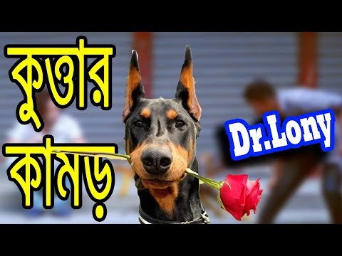 Bangla Funny Dog Videos Try Not To Laugh | Bangla Funny Video | Dr Lony Funny Videos