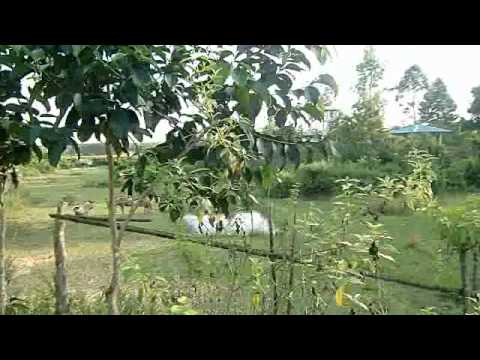 Bangladesh chittagong Dulhazra safari park bangladesh tourism travel guide