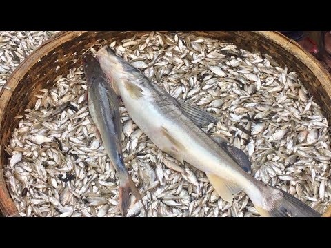 Amazing Rural Village Fish Market In Bangladesh – Alive Fish market – [ Ferdous : The travel king ]