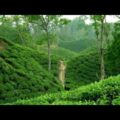 Sylhet Tea Garden | Sylhet Juri | Megha's Vlog&Travel | Travel Video 2022 | Beautiful Bangladesh