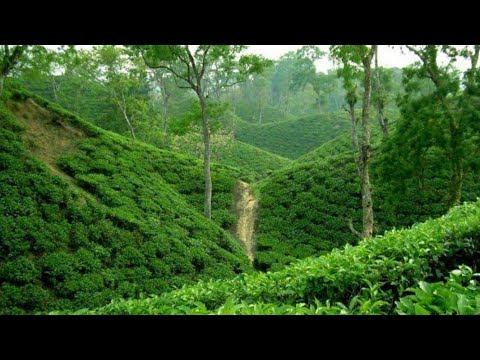 Sylhet Tea Garden | Sylhet Juri | Megha's Vlog&Travel | Travel Video 2022 | Beautiful Bangladesh