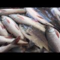 Abdullapur Fish Market | Travel Bangla 24 | Wholesale Fish Market Bangladesh