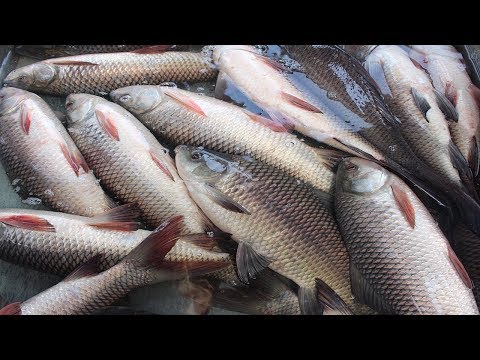 Abdullapur Fish Market | Travel Bangla 24 | Wholesale Fish Market Bangladesh