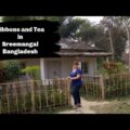 Exploring Bangladesh 2020 | Sreemangal | Tea Plantations and Gibbons| Solo Female Traveler