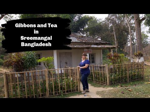 Exploring Bangladesh 2020 | Sreemangal | Tea Plantations and Gibbons| Solo Female Traveler