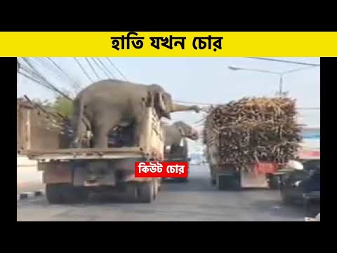 অস্থির প্রাণীকুল😂 | Funny Animals | Bangla Funny Video | Facts Bangla