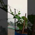 the sound of rain 🌧 | #rain #nature #travel #bangladesh #bangladeshivlogger #travelvlog #naturelover