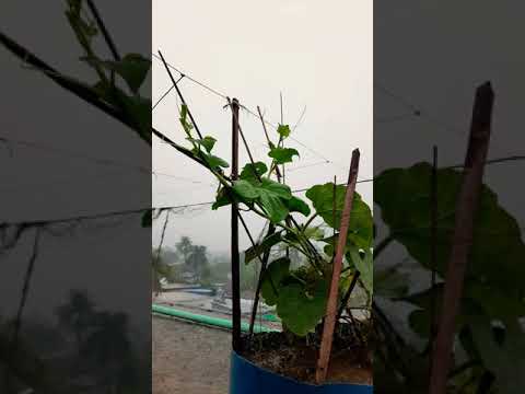 the sound of rain 🌧 | #rain #nature #travel #bangladesh #bangladeshivlogger #travelvlog #naturelover